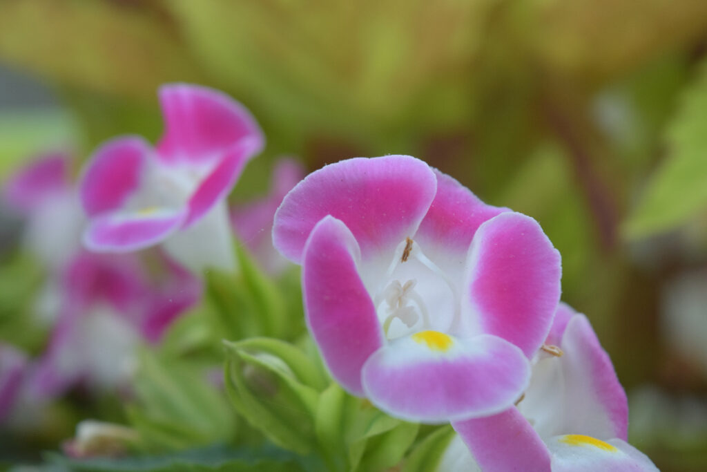 a picture of a flower